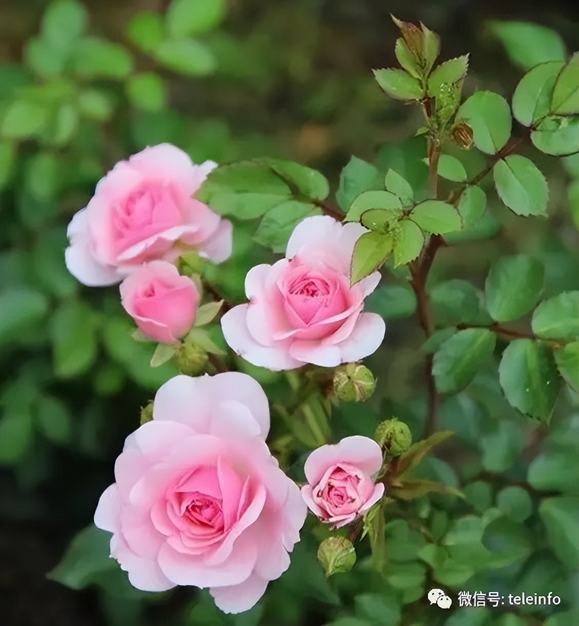 中国十大名花排行榜及图片,中国十大名花明细