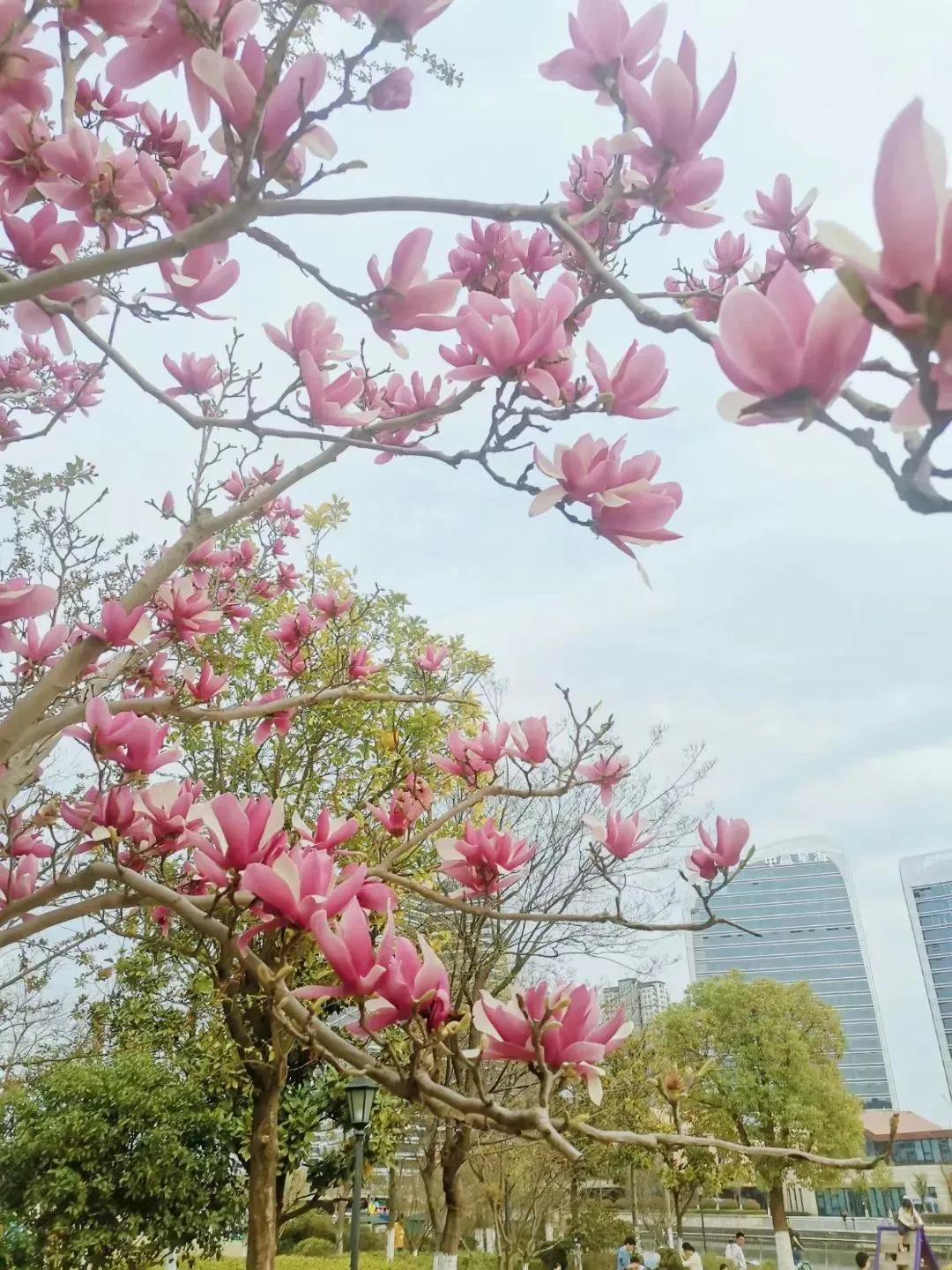 大草坪放风筝,草坪大风筝