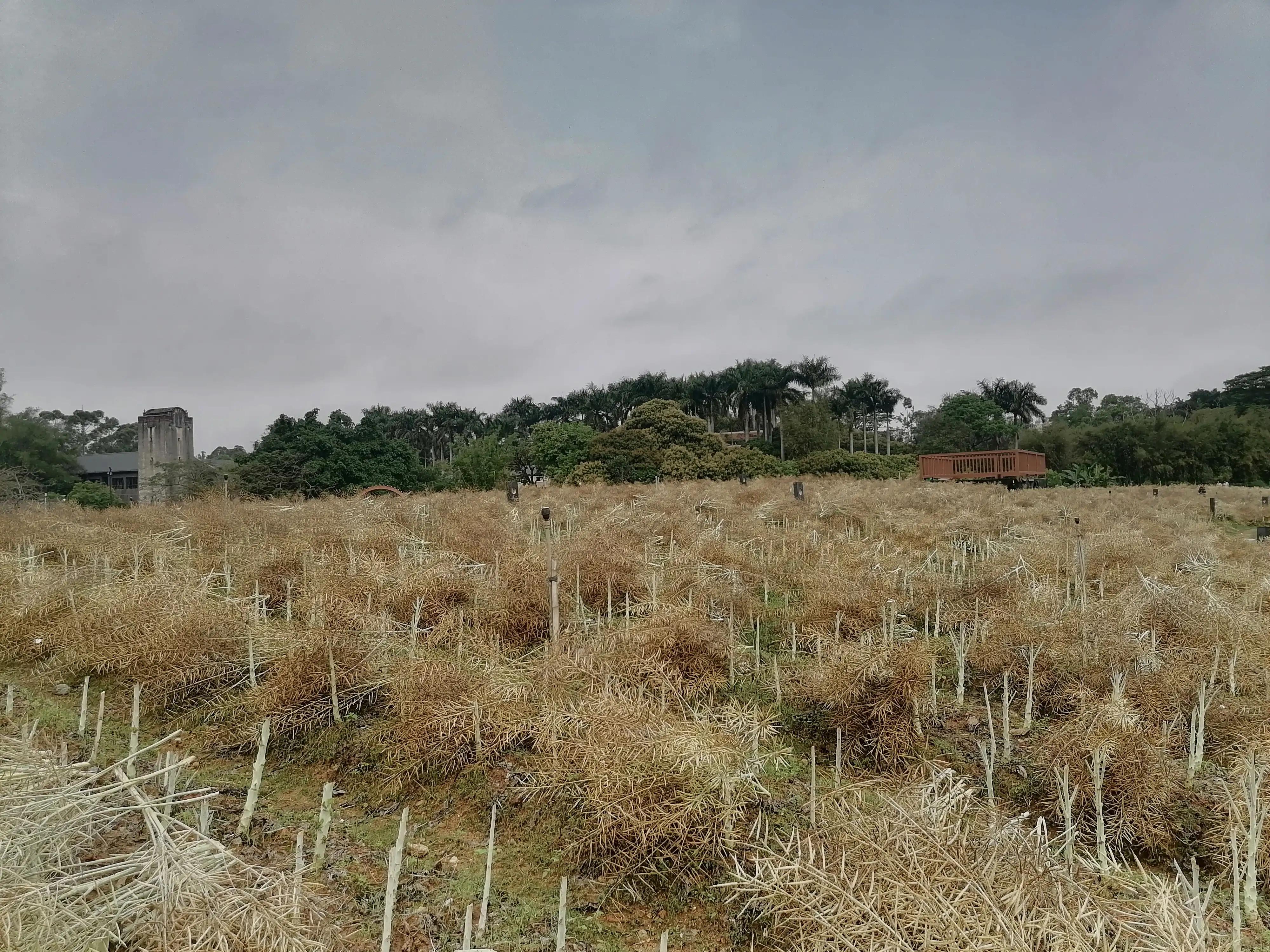 深圳观澜版画村景点,深圳十大客家古村落打卡甘坑古镇
