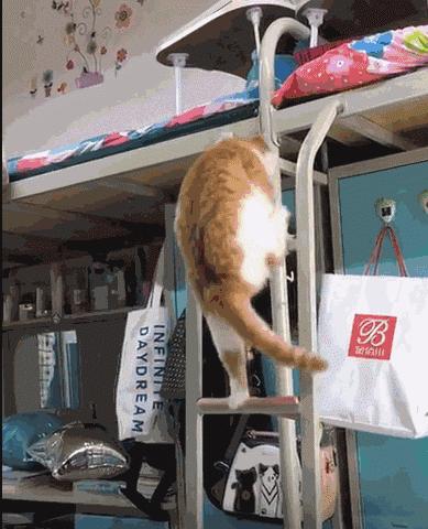 猫咪为什么上床,为什么猫咪上床还咬人