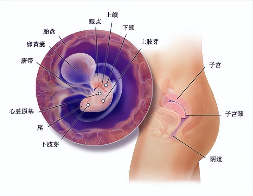 十月怀胎都是怎么度过的,十月怀胎过程视频大全