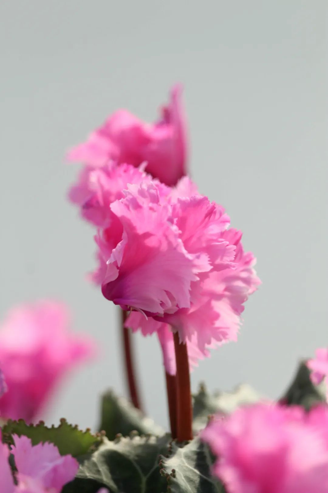 娉曞浗鑾幈灏斾粰瀹㈡潵鍝佺,鑾幈灏斾粰瀹㈡潵