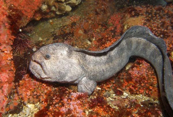 十种颜值最高的鱼,这些长相奇怪的鱼你认识几条