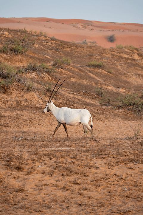 哈伊马角利兹卡尔顿,哈伊马角沙漠丽思卡尔顿酒店