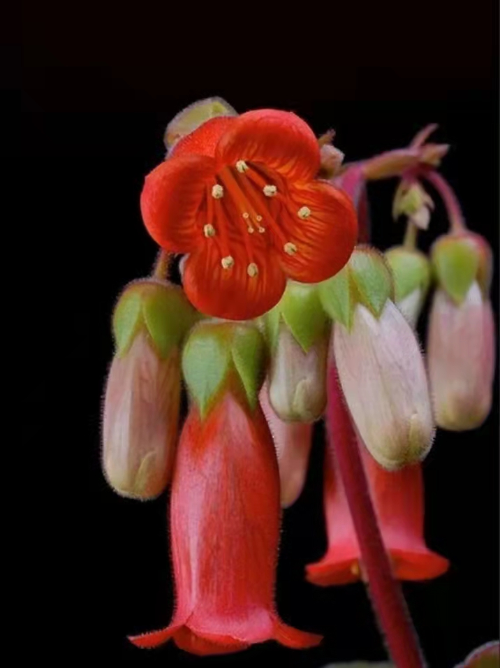 100种好看的多肉植物,50多种多肉品种大全