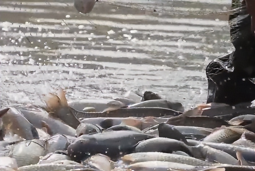 一斤鱼卖多少,一斤鱼30元买了40斤是多少钱