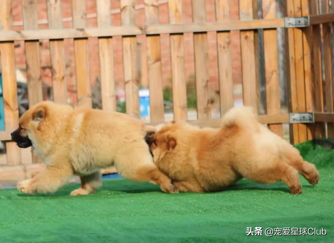松狮犬是大型犬吗,松狮犬宠物百科