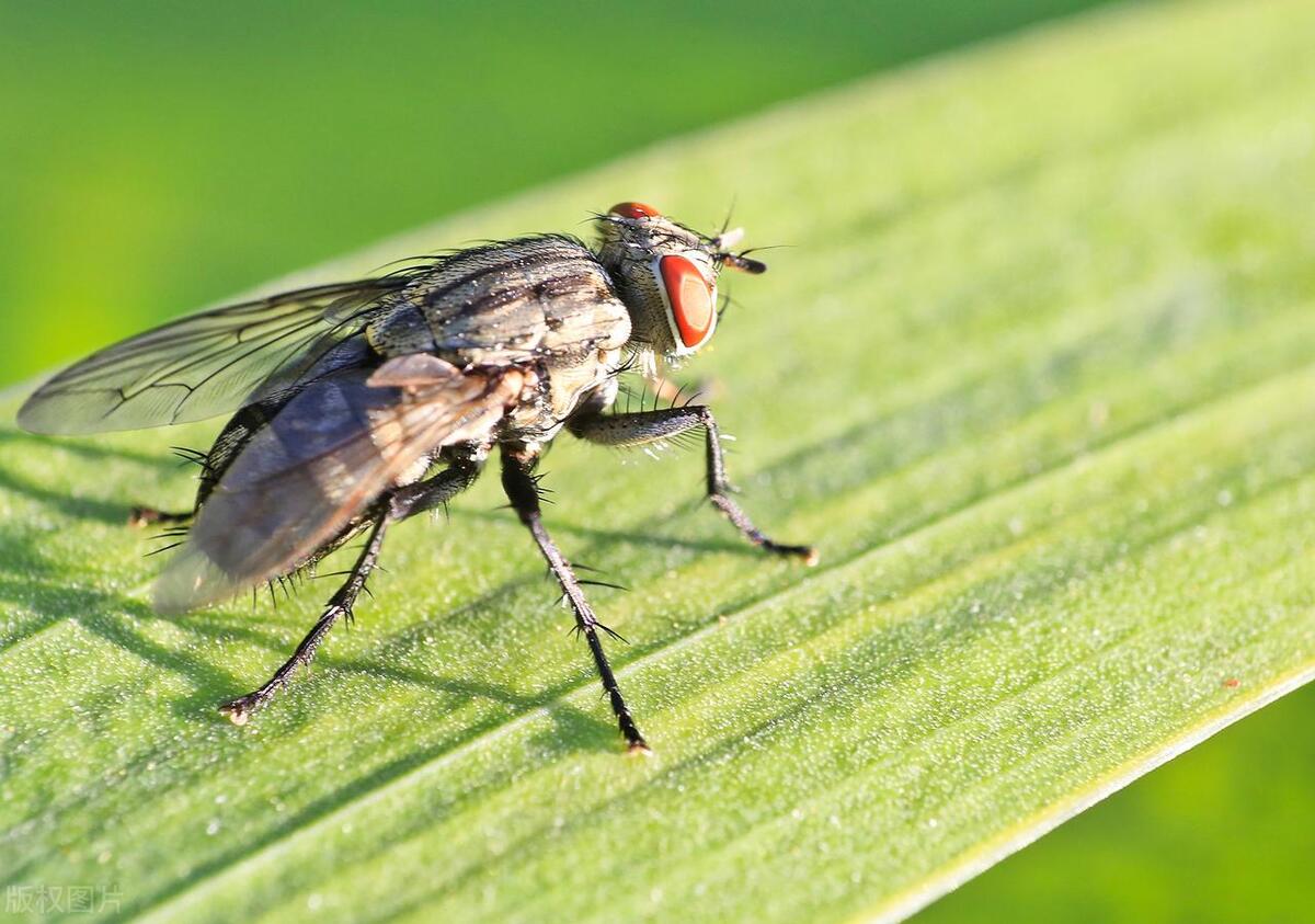家里招苍蝇是什么原因,屋里为啥会招苍蝇