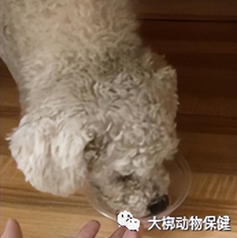 犬胆汁淤积肝炎,狗狗肝腹水治好案例