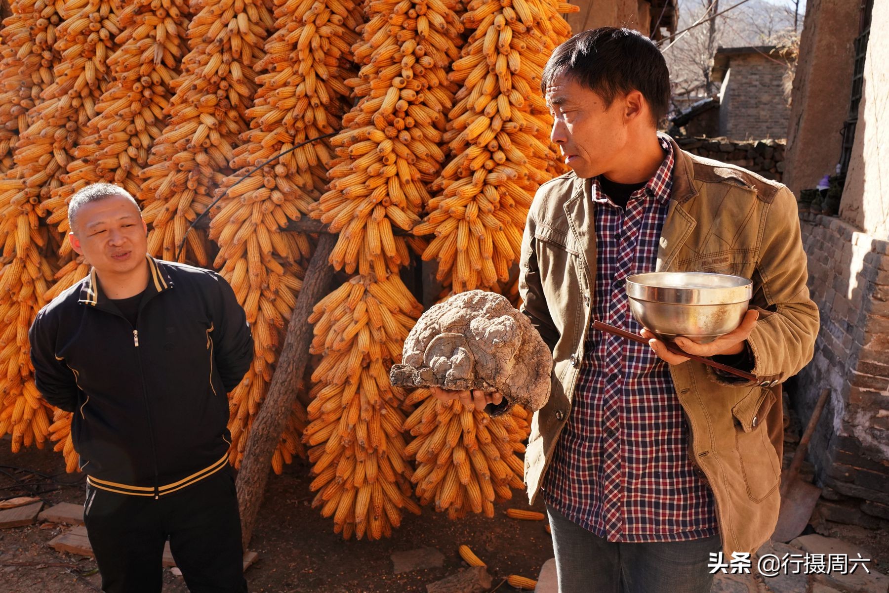 野生灵芝2000多一斤,农民山上发现超大灵芝