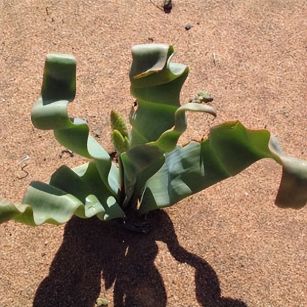 102个大类近500个多肉植物图片，都极其美丽，建议在家中也养一盆