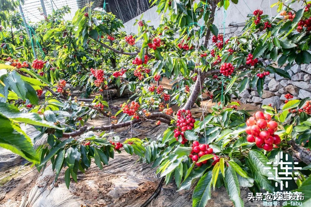 久等了！大连“早春第一果”