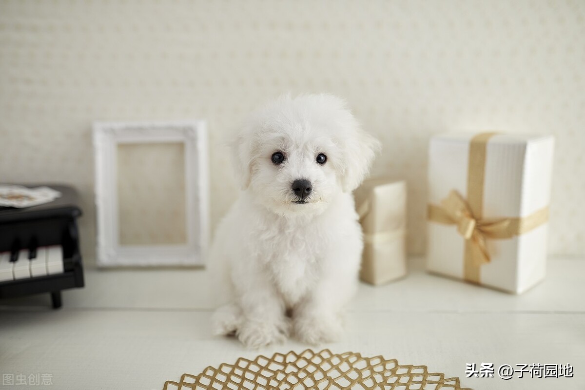 三年级作文描写动物怎样写,四年级描写小动物作文评语