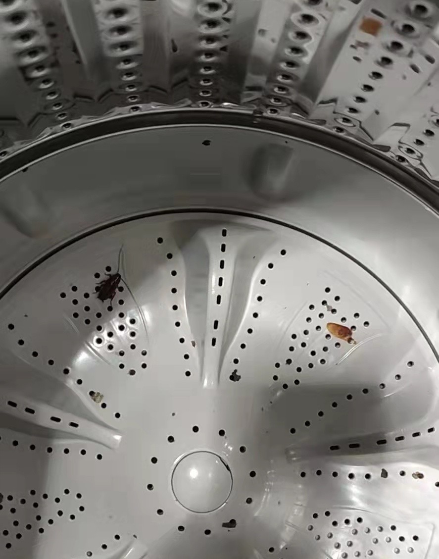 杀虫剂杀蟑螂陆续死亡,蟑螂最强杀虫剂