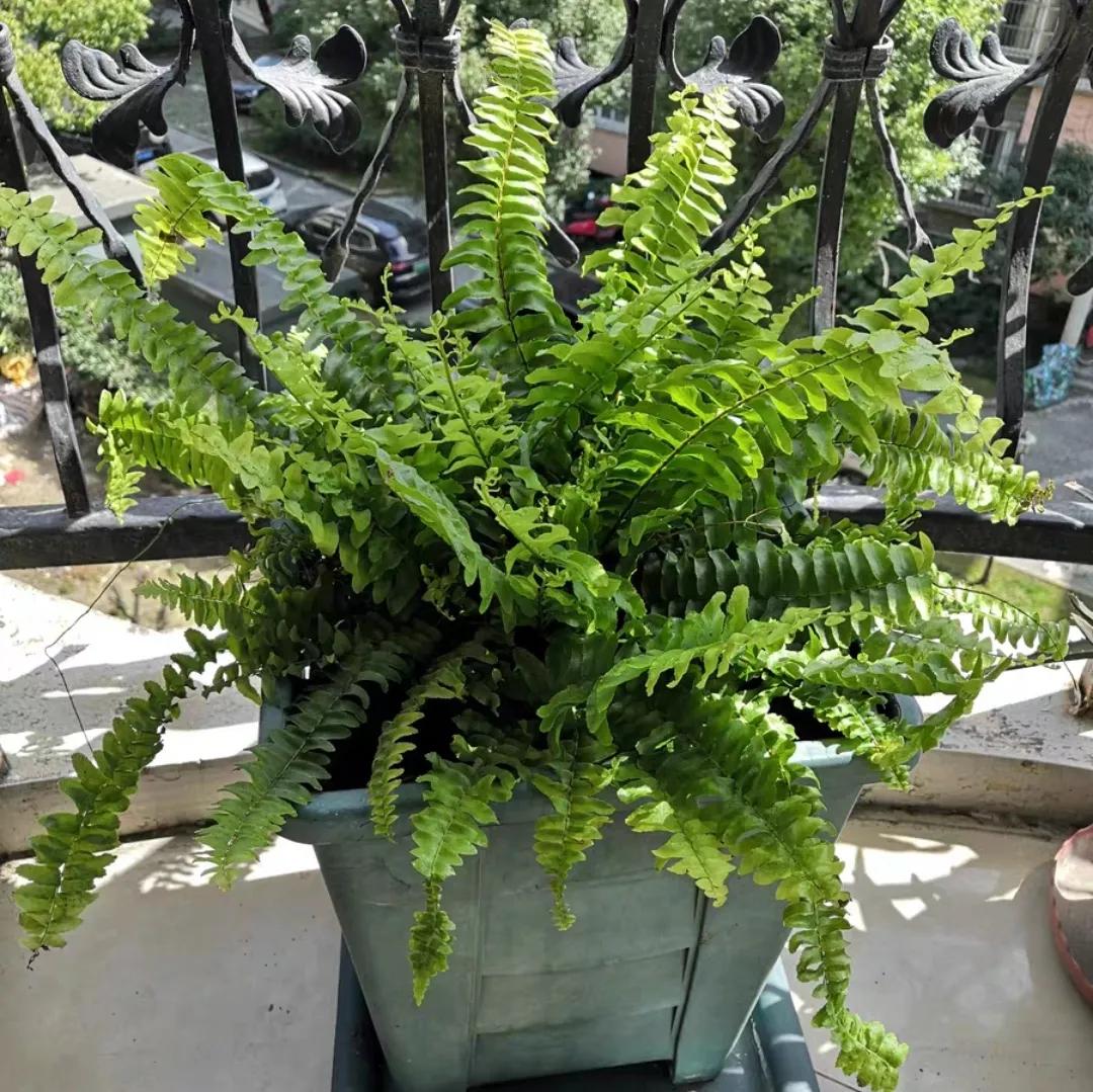 十大最怕太阳暴晒的花,最怕阳光的是什么花