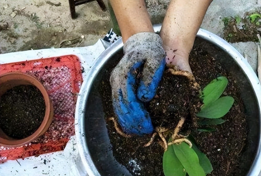 给花草换盆打理花草,给花卉换盆的四点注意事项是什么