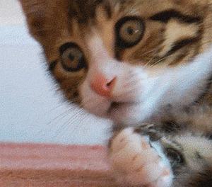 邓伦两次改正机会都没要？315成咸菜鉴定场所？9500万买粪水房？