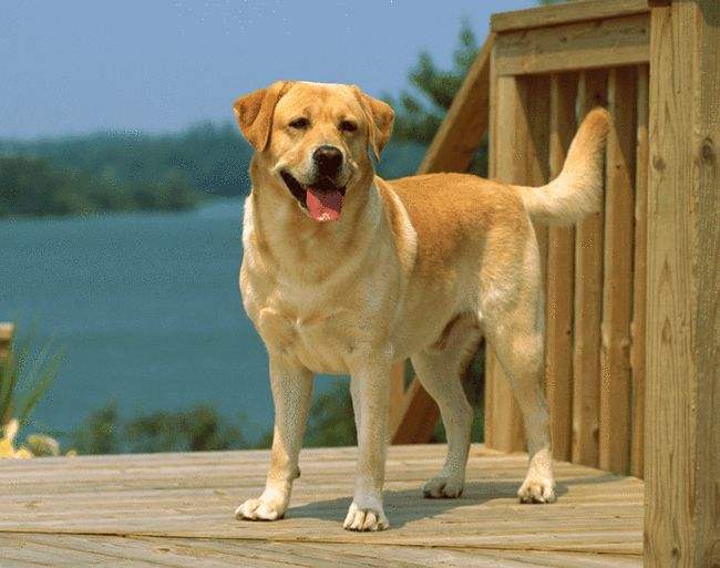 哪类狗狗忠诚度高又聪明,对主人最忠诚的狗狗排名榜凶猛犬