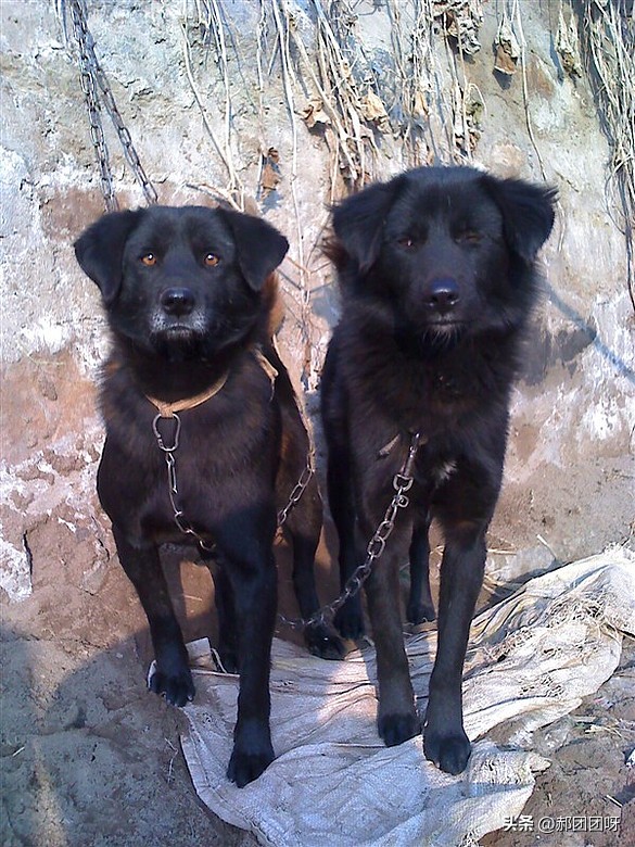 农村土狗从来没见过主人,现在农村已经没有纯种的土狗了