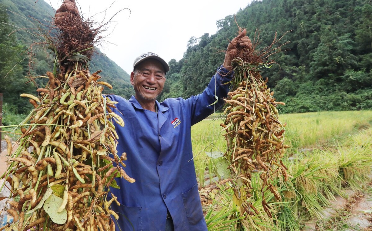 黑龙江大豆今天大豆期货价格,转基因大豆和非转基因大豆价格