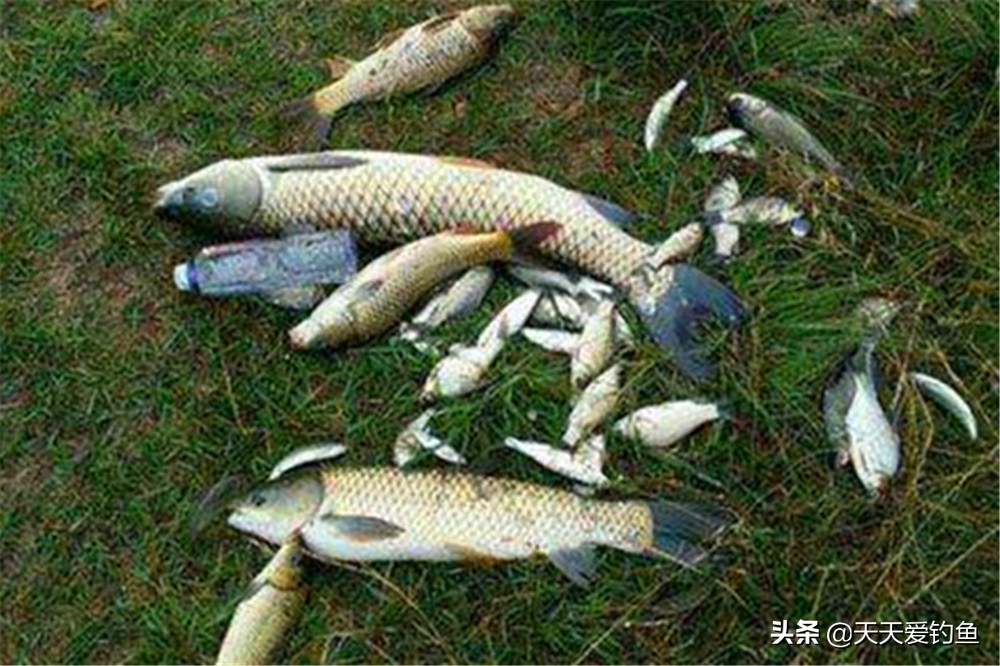 钓小体型鱼调漂技巧图解,想钓好鱼调漂的正确方法