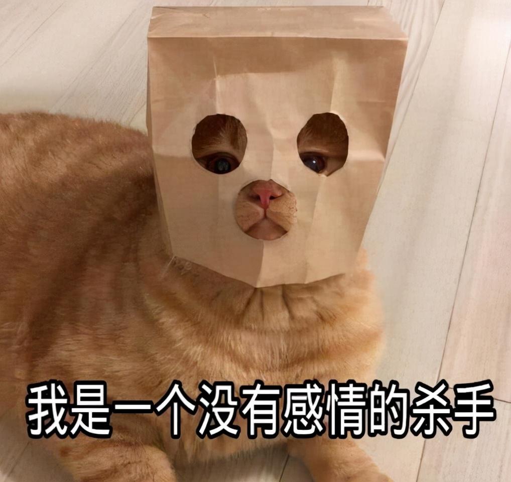 为什么宠物猫没有土猫好养,宠物猫为什么没有家猫好养呢