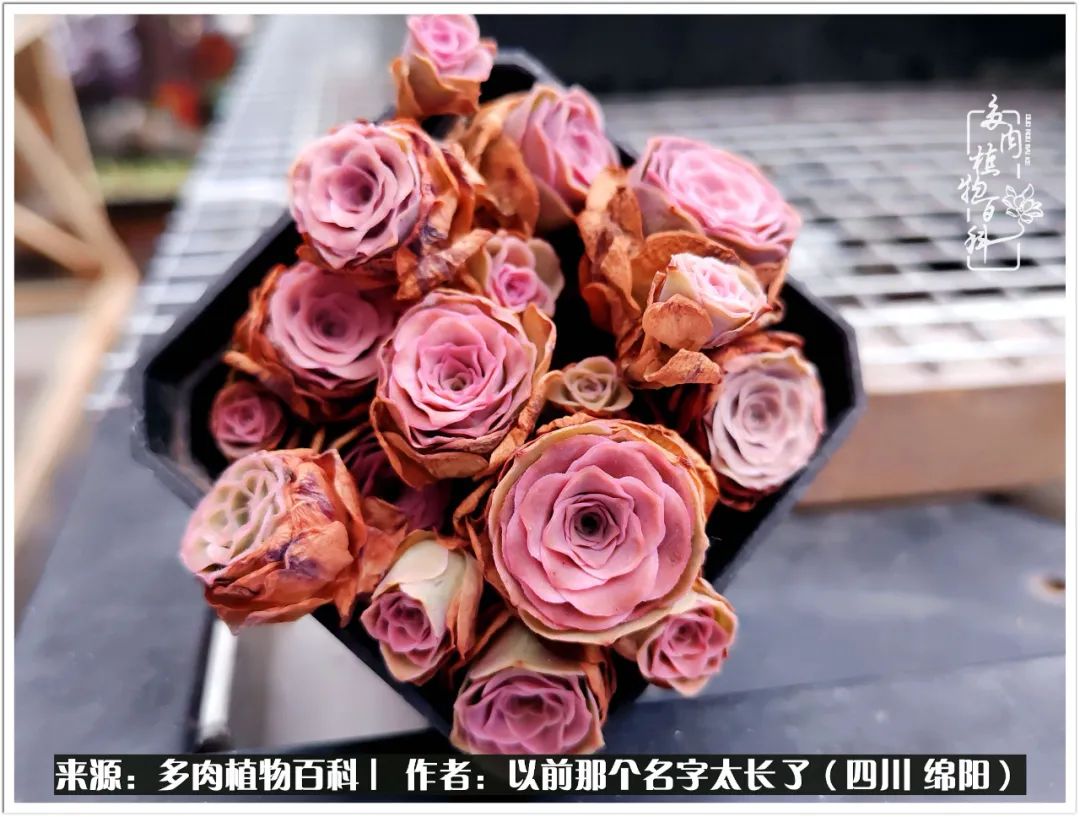 夏天山地玫瑰,小清新山地玫瑰