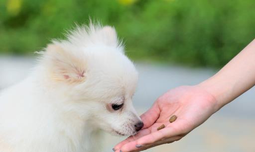 小狗口臭解决办法,一个月小狗口臭怎么回事