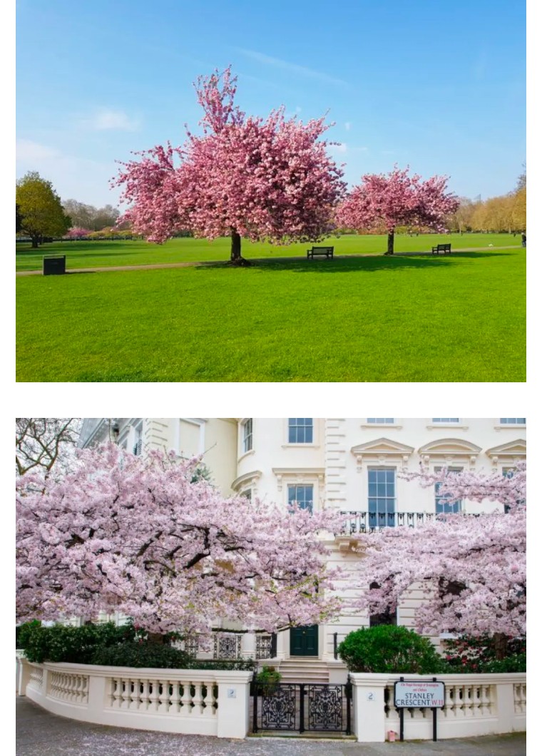 伦敦3月樱花,伦敦樱花季