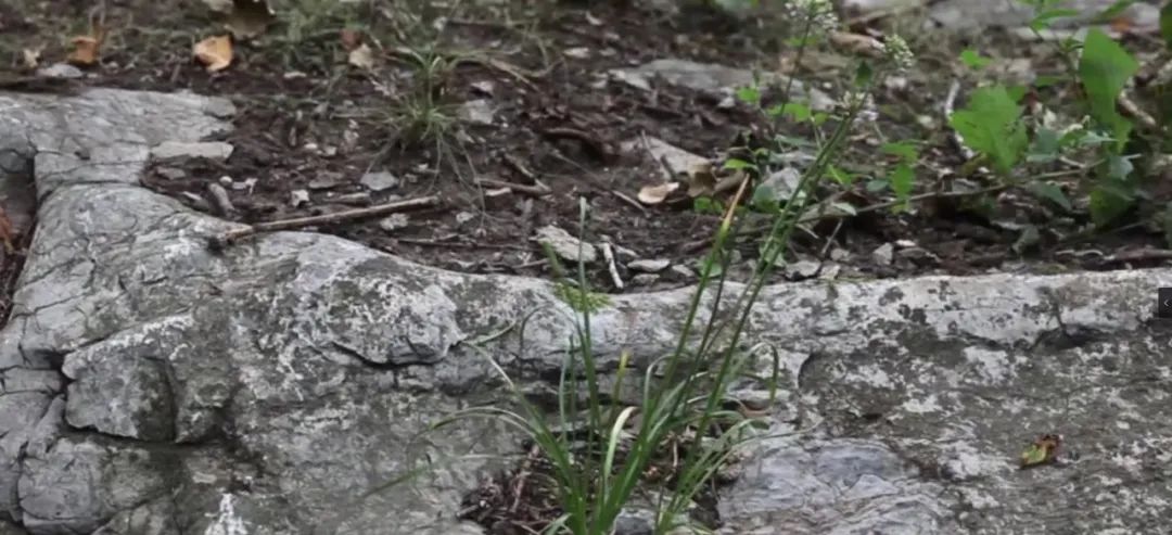 相见恨晚这首歌完整版,原汁原味古色古香的一座小城