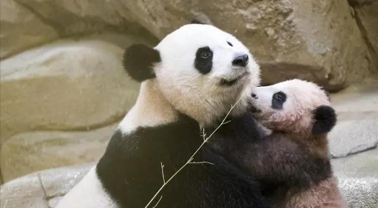 熊猫奇石价值上亿,青岛男子捡到熊猫奇石