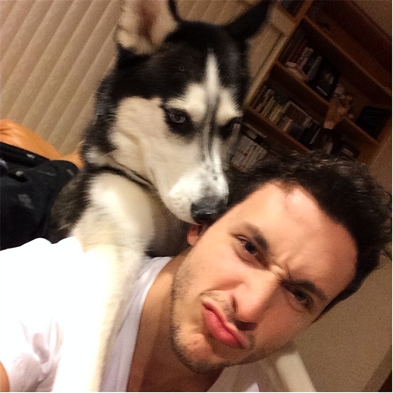 什么狗比较适合暴脾气的人养,警戒性强且适合养的狗