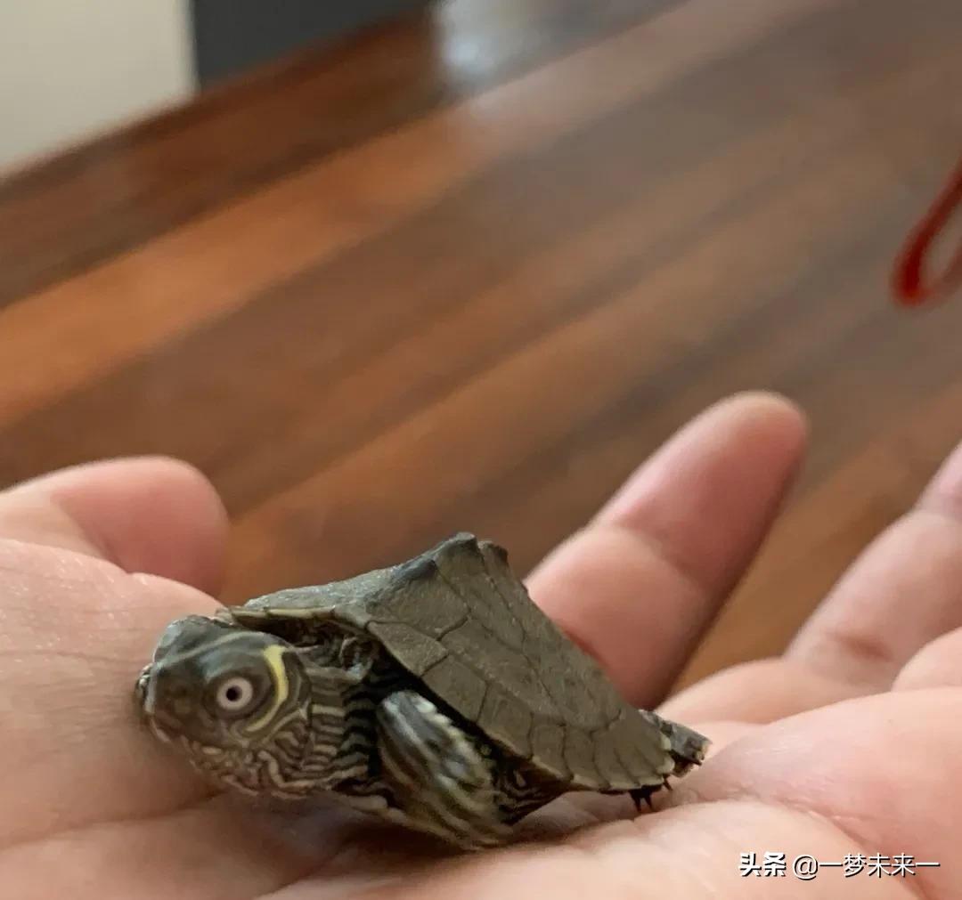 养二哈龟,二哈地图龟