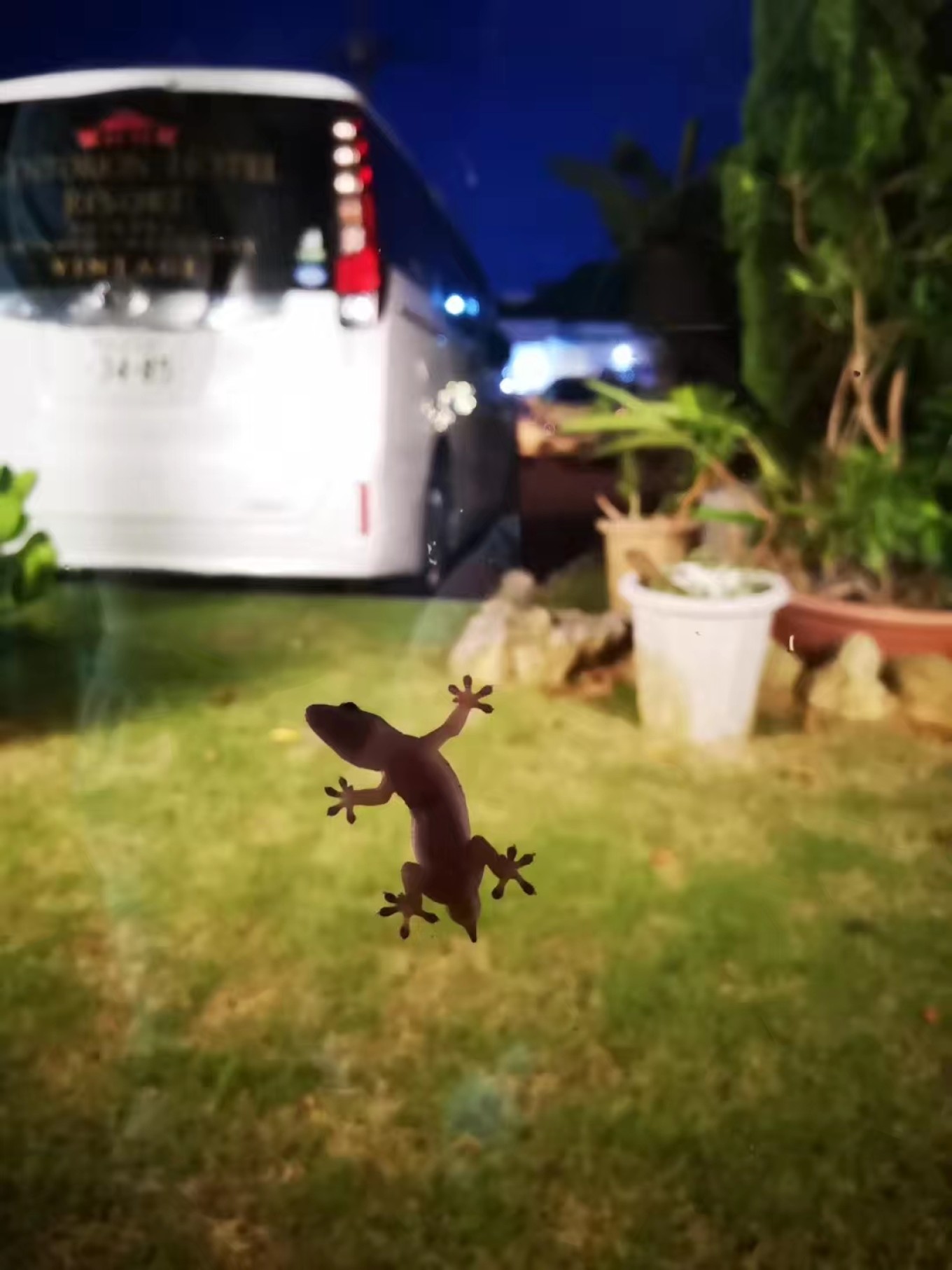 暑期档2019年,2019年暑期档