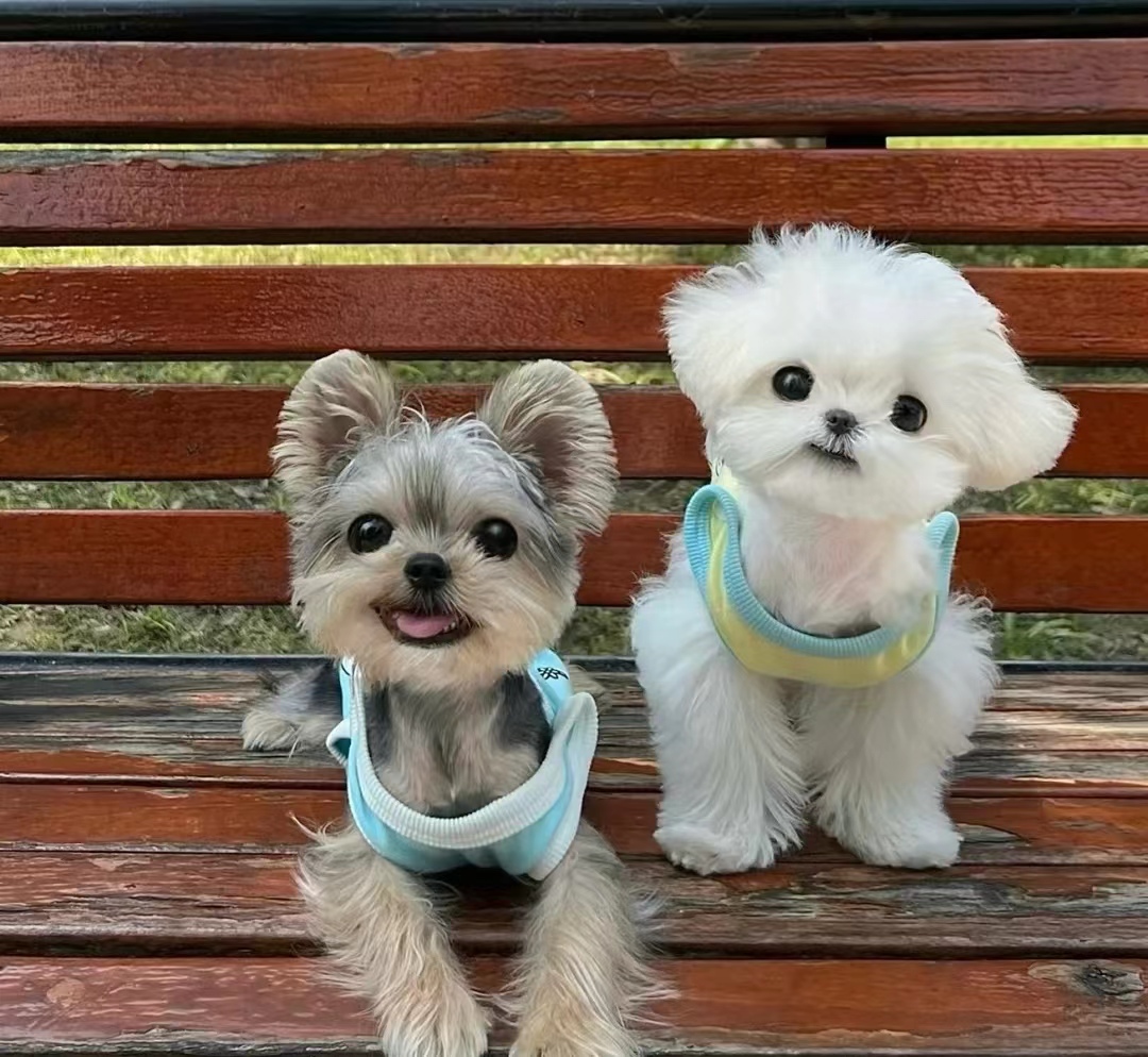 马尔济斯犬和约克夏区别大吗,马尔济斯犬和约克夏犬生孩子