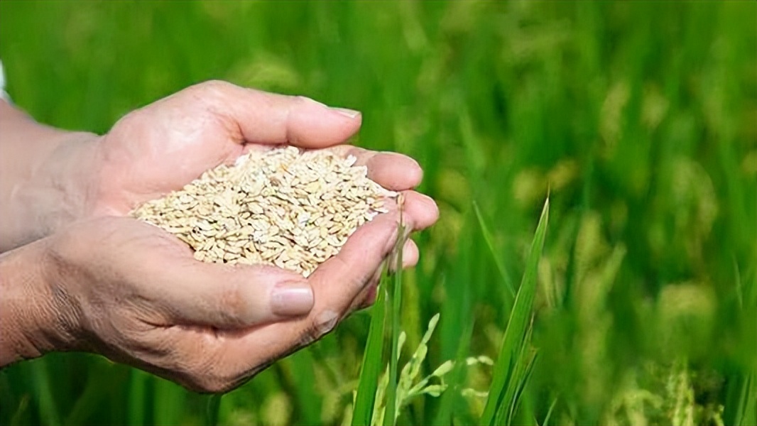 粮食不能自给的难题,中国粮食命脉