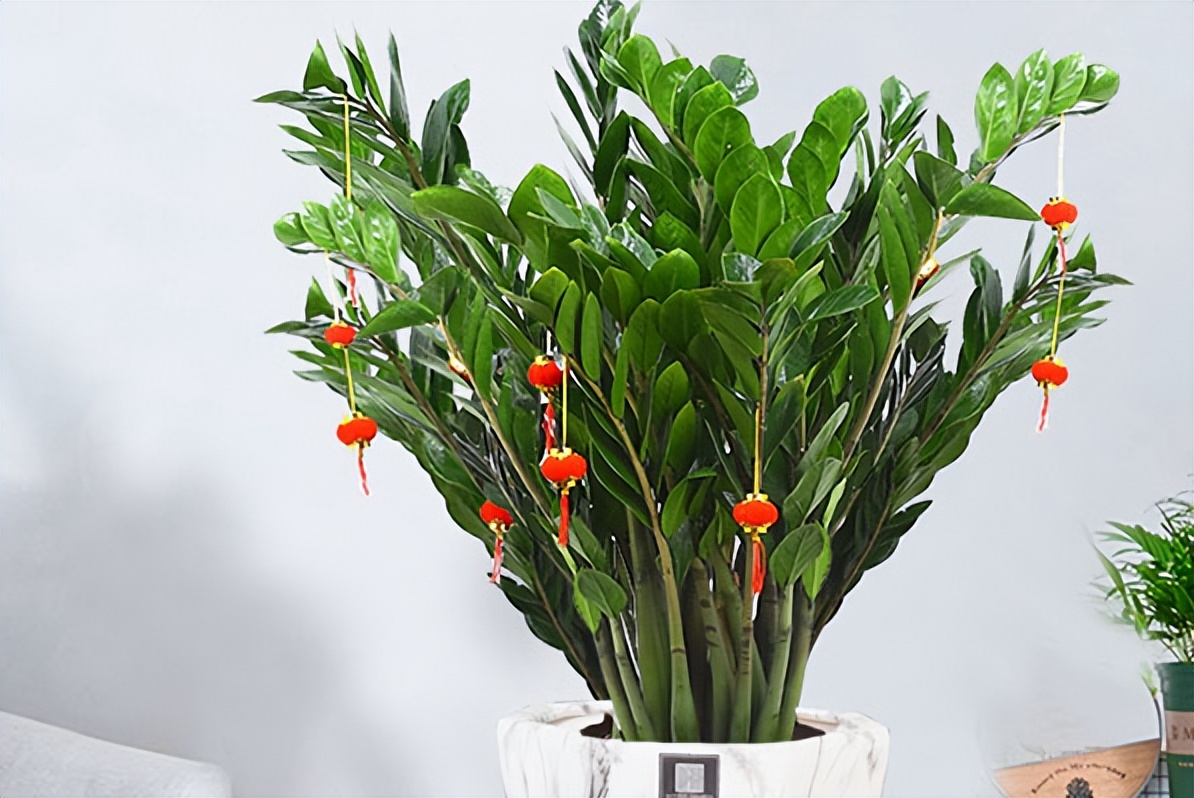 寓意吉祥的花镇宅最吉利的三种花,4种镇宅花家里养一棵霸气又镇宅