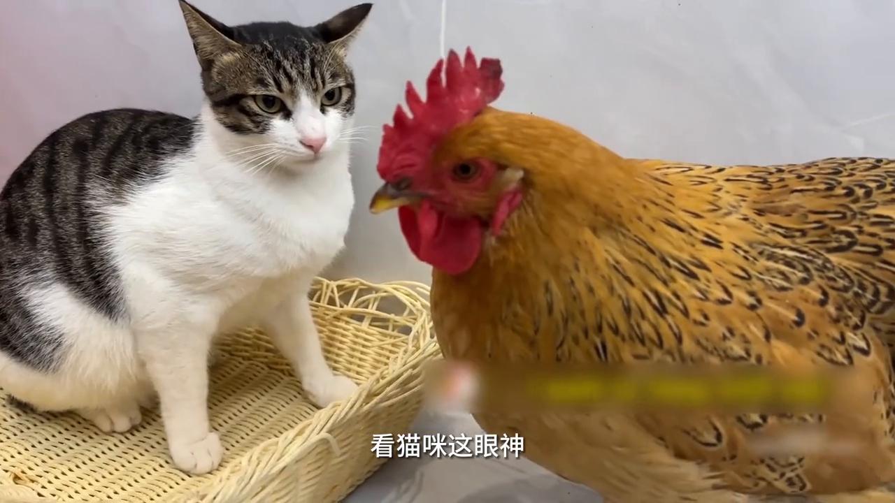 猫咪不发威当病虎了,猫咪说老虎不发威你以为我是病猫