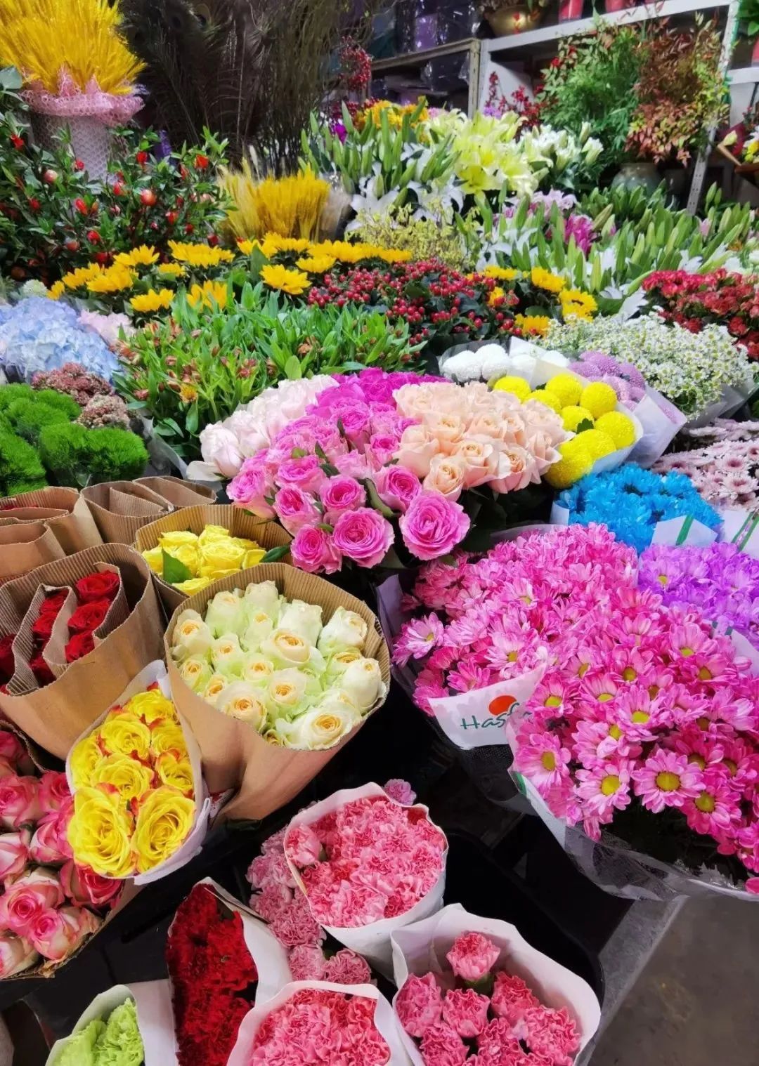 济南春天看花好去处,来济南买金子