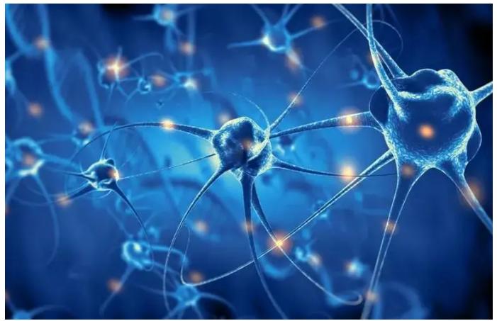 蓝藻球菌的完整细胞MALDI-TOF质谱分析，用于分类和鉴定标记蛋白