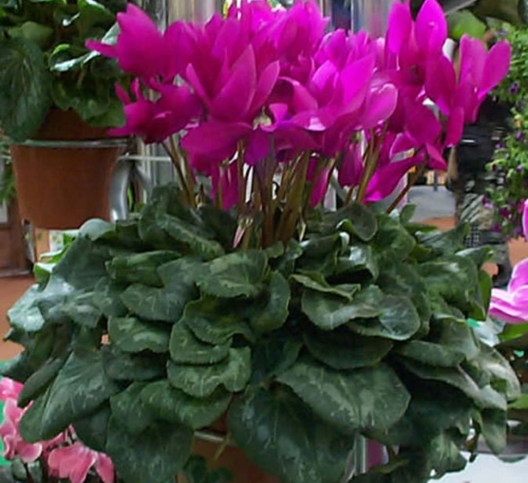 3月份的仙客来怎么养护,刚买来的仙客来怎么养护