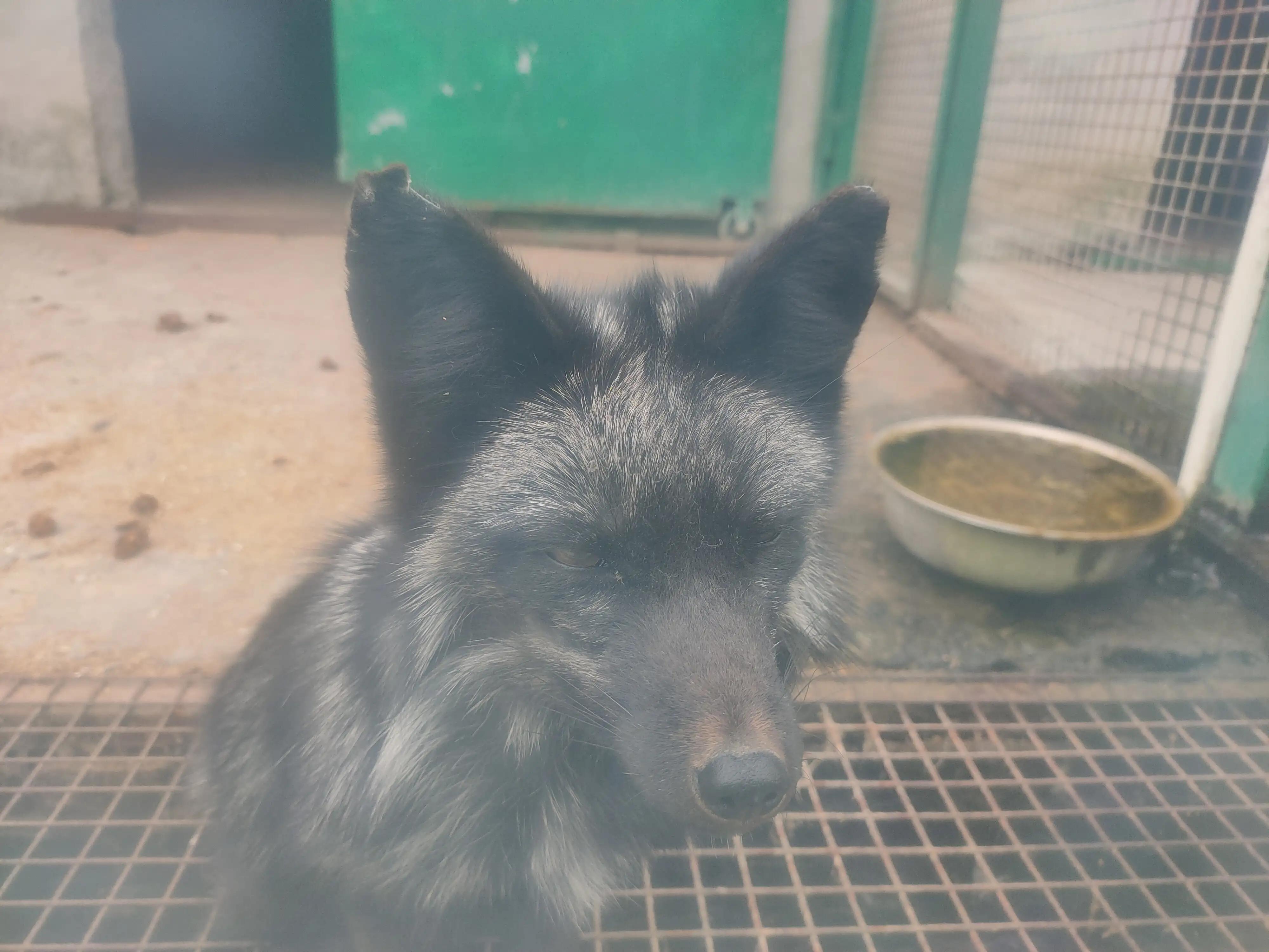 游动物园作文450字,游动物园有感作文