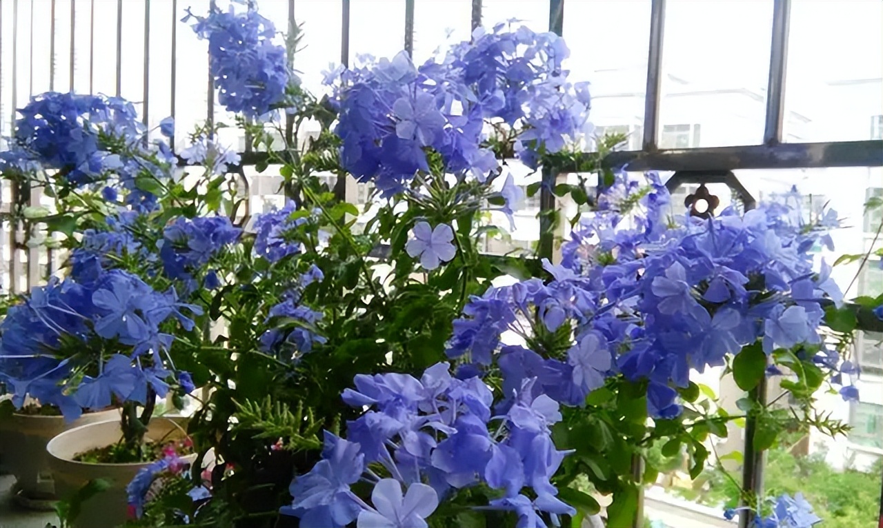 最旺家庭的6种花你家里有吗,家里有这6种花