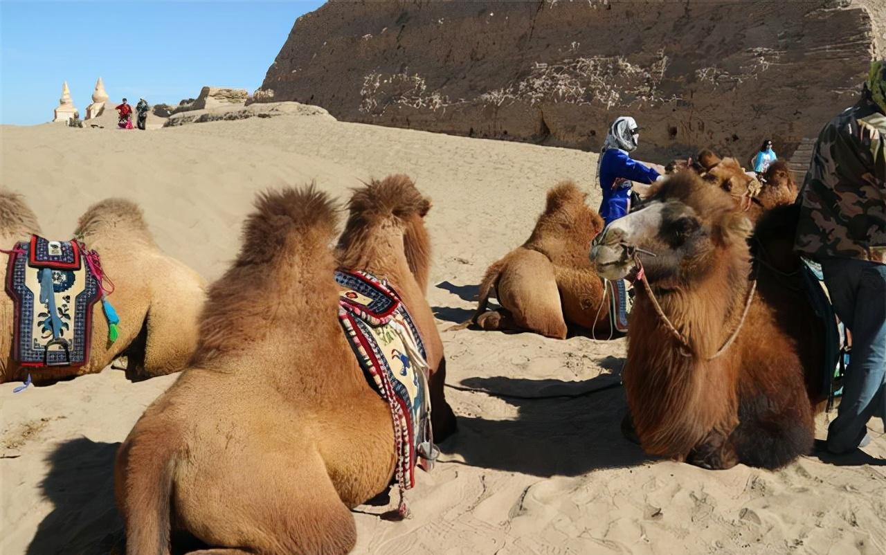 骆驼王者荣耀,骆驼是沙漠中的霸主