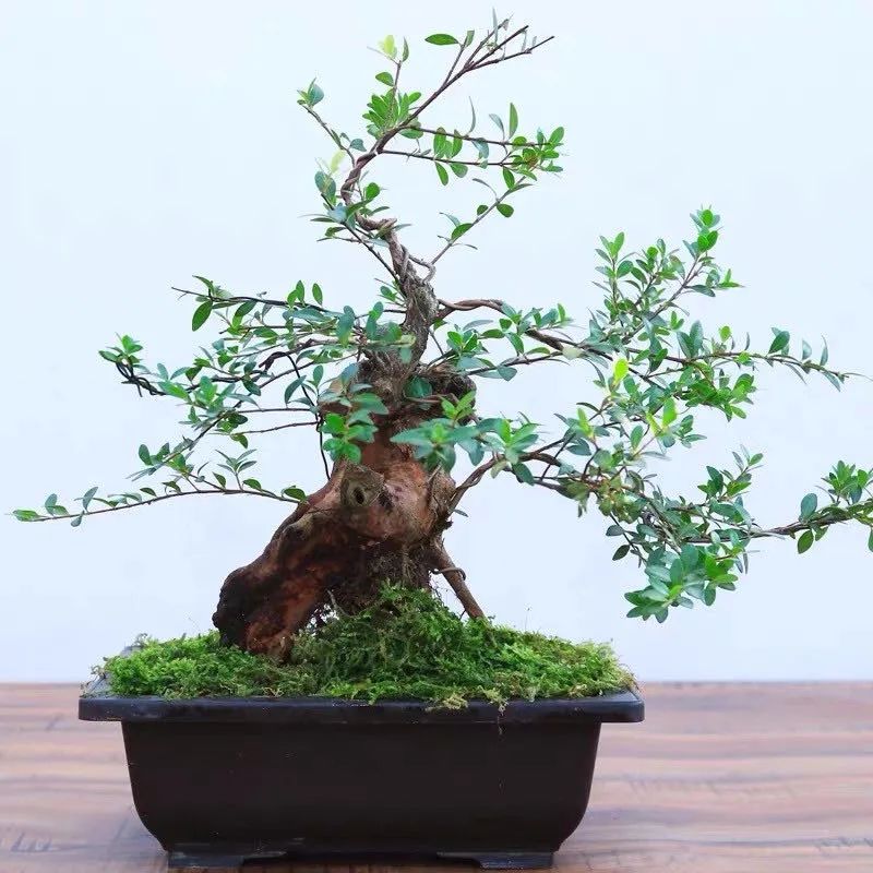 家里养的六棵风水树,4种守家树旺宅又高档