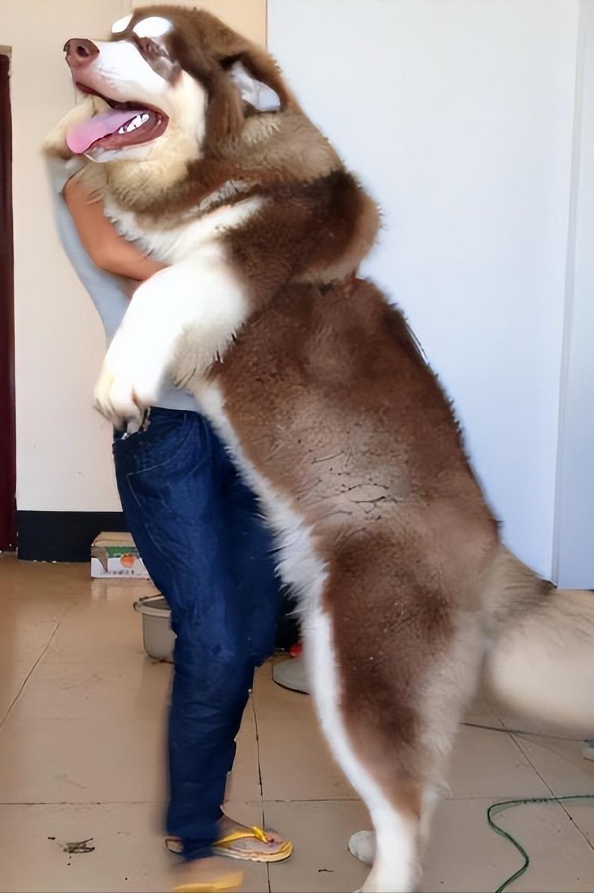 哪6种狗狗没有攻击性和不咬人,什么狗最乖最好养最好听话不咬人