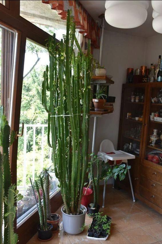 四种镇宅之花,100种镇宅花卉大全