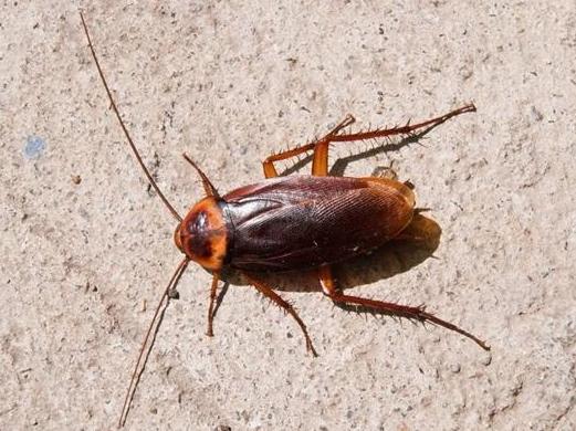 怎么杀蟑螂最简单最有效的方法,怎么杀蟑螂最有效方法