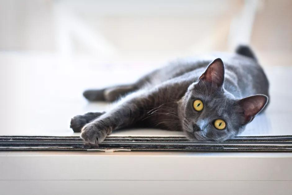 蓝猫十大不建议买的猫,盘点六种大蓝猫你觉得哪个更厉害