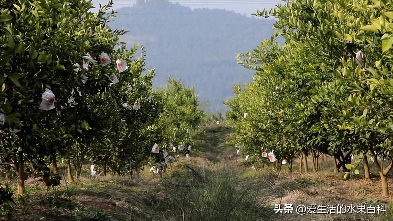 明日见柑橘行情,兴津58与明日见柑橘哪个好